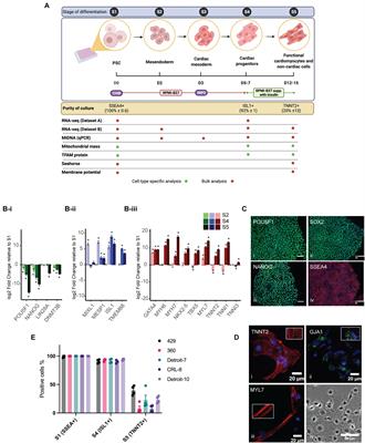 Distinct Mitochondrial Remodeling During Mesoderm Differentiation in a Human-Based Stem Cell Model